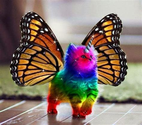 A sparkly rainbow unicorn fluffy kitty flutterby - they're real, ya ...