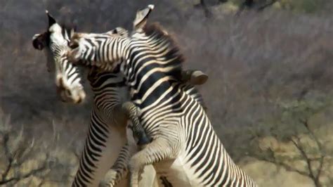 Epic Zebra Fight For Mate | Africa | BBC Earth - YouTube