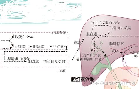 图说|胆红素的代谢 - 知乎