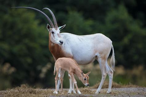 Dublin Zoo welcomes male baby scimitar-horned oryx - extinct in the wild - as adorable snaps ...