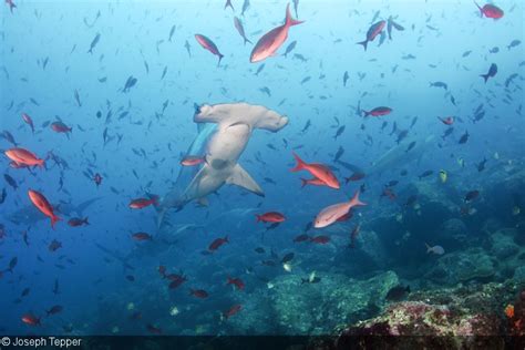 Iconic Dive Site: Darwin’s Arch