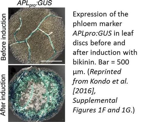 Thinking Outside the Plant: Exploring Phloem Development Using VISUAL ...