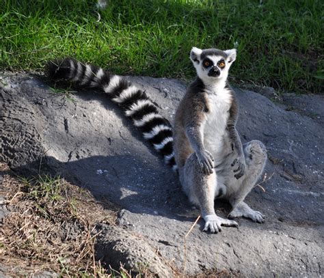 Lemurs of Madagascar Image - Free Stock Photo