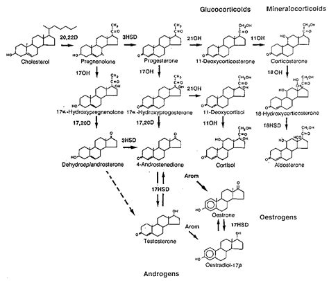 Sex Hormones | Leaders in Pharmaceutical Business Intelligence (LPBI) Group