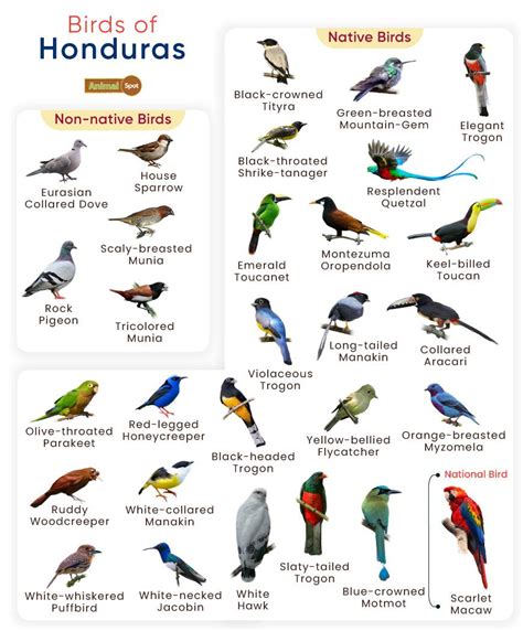 List of Birds Found in Honduras with Pictures