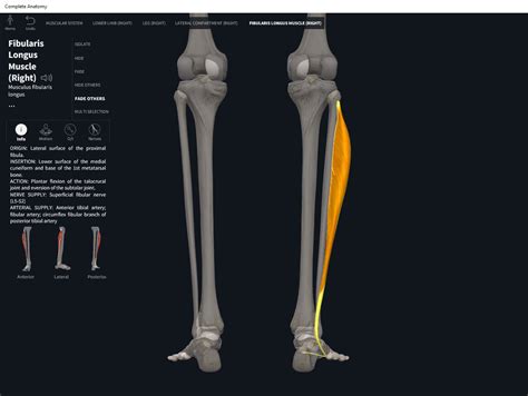 Muscles: Fibularis Longus. – Anatomy & Physiology