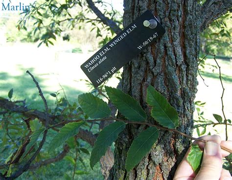 Winged Elm - Ulmus alata - North American Insects & Spiders