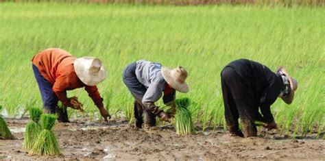 Tips Sukses Menanam Padi di Sawah, Dijamin Panen Besar!