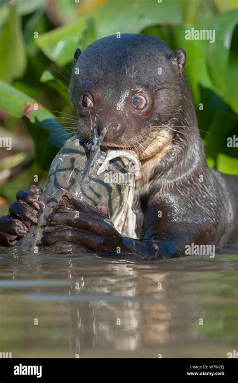 Giant River Otter (Pteronura brasiliensis) feeding on Striped Catfish ...