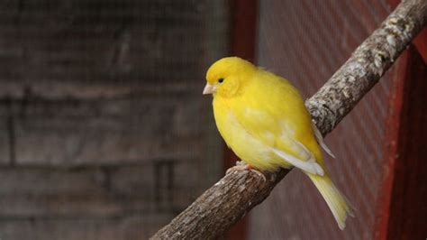 A Closer Look at Canaries | BeChewy