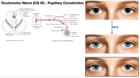 Cranial Nerve III - Oculomotor Nerve [Part 2] | Origin, Structure ...