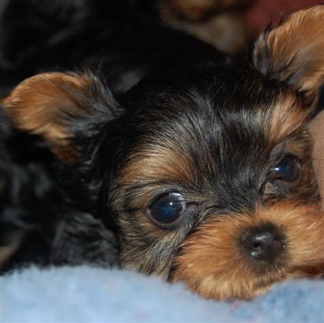 √√ Yorkie Puppies Nyeri Kenya - Buy Puppy In Your Area