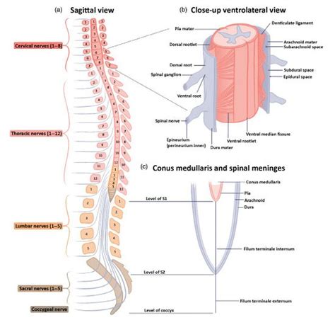 Spinal Cord Anatomy - WikiMSK