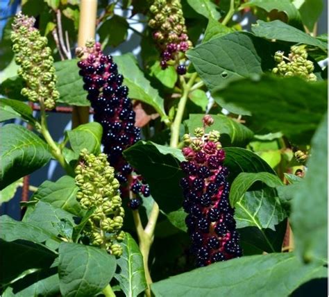 Plant of the Month: Pokeweed | McClung Museum of Natural History & Culture