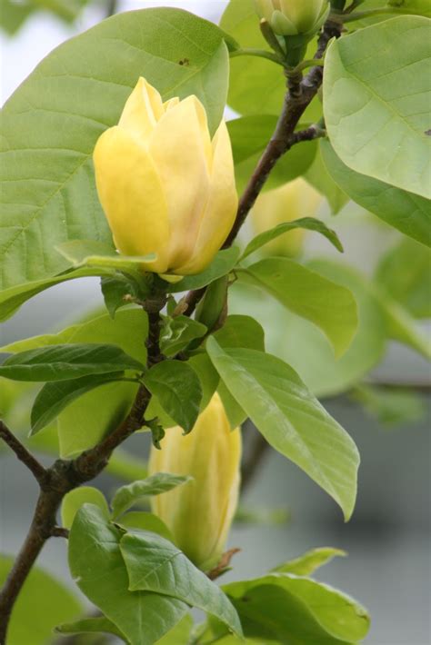 Our Garden Journal: Another Magnificent Magnolia: Yellow Bird