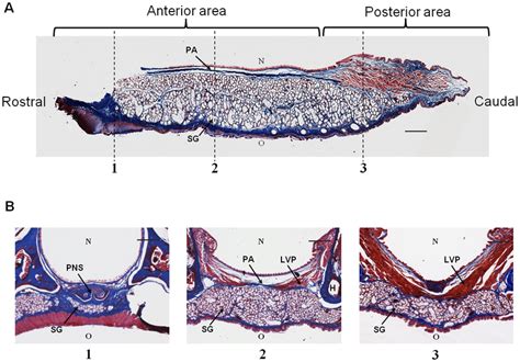 Histology of the soft palate. Paraffin sections were were cut from the... | Download Scientific ...