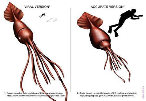 How Big Is A Colossal Squid Really? | Animales de la prehistoria, Cómic adulto, Animales ...