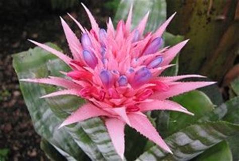 This is a plant from the Congo rainforest | Amazon flowers, Tropical ...