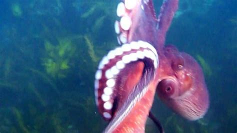 Octopus Steals Video Camera