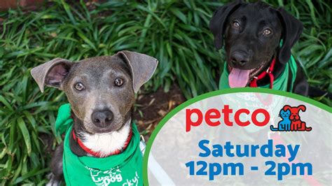 DOG Adoption Event at Petco in Rockville | Lucky Dog Animal Rescue