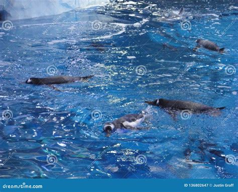 Group of Penguins Swimming Together on the Top of the Water Stock Image ...