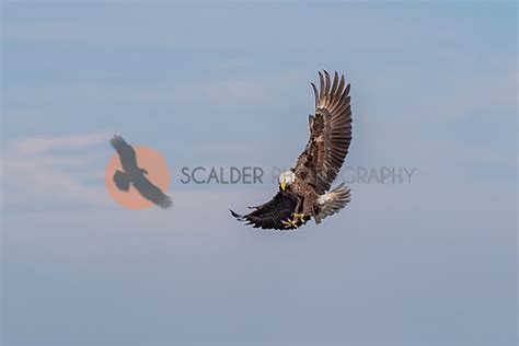 Bald Eagle landing - Scalder Photography Blog