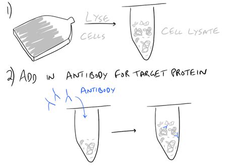 Immunoprecipitation (IP) Scientific Method Guide - SciGine