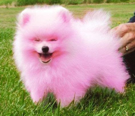 I dye my dogs pink and they love it! ;-D | Cute pomeranian, Pink dog, Pink animals