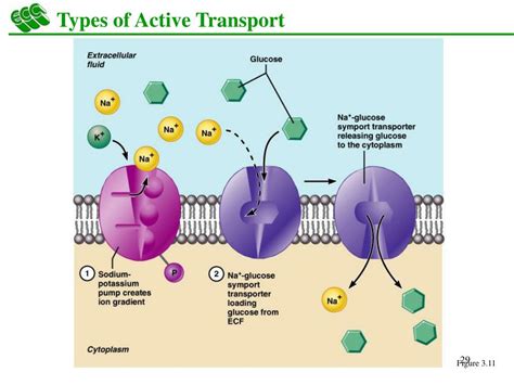 PPT - Cells: The Living Units PowerPoint Presentation, free download - ID:837450