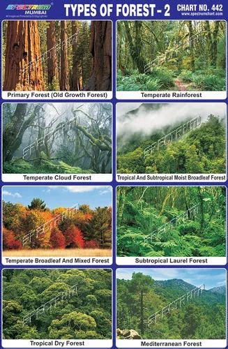 Types Of Forest With Pictures - Infoupdate.org