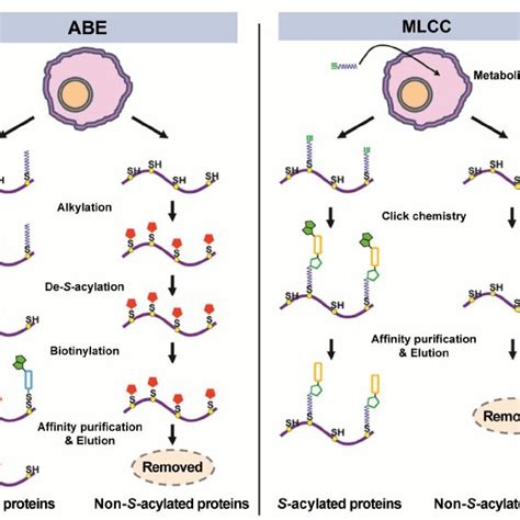 Studying S -acylation changes at the protein level has its inherent... | Download Scientific Diagram