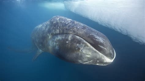 Longest Living Mammal On Earth - The Earth Images Revimage.Org