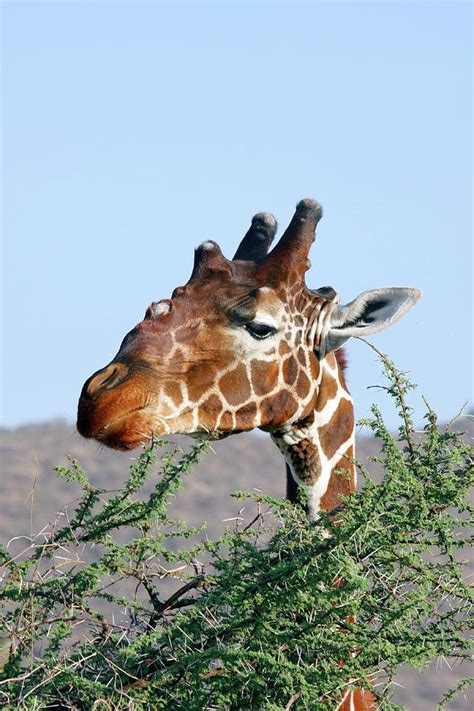 Giraffe Feeding On Acacia Leaves Photograph by John Devries/science Photo Library