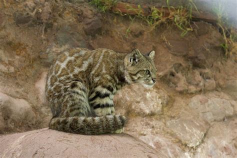 Andean mountain cat | species data, facts, conservation - BigCatsWildCats