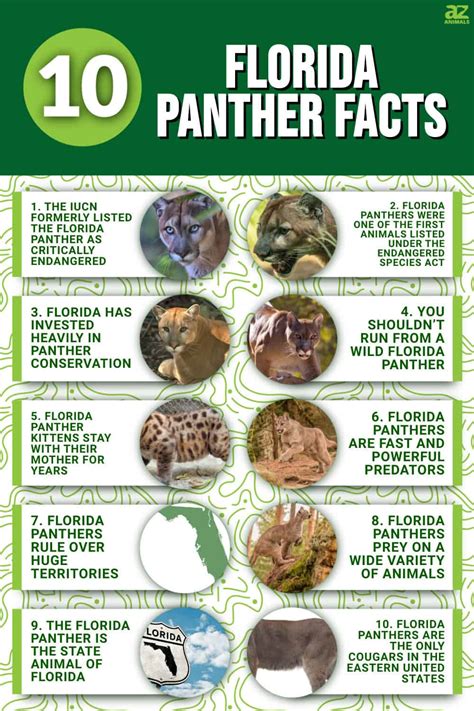 10 Incredible Florida Panther Facts - A-Z Animals