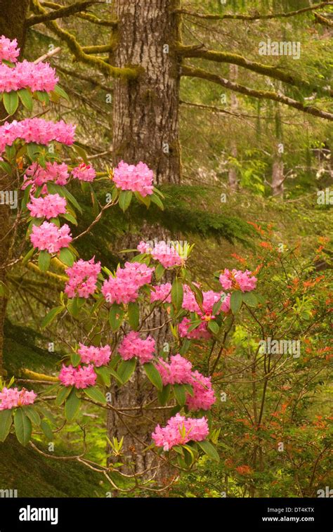 Pacific rhododendron (Rhododendron macrophyllum), Oregon Dunes National Recreation Area, Oregon ...