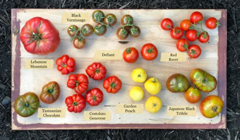 Heirloom Seeds: The Ultimate Guide to Heirloom Garden Seeds