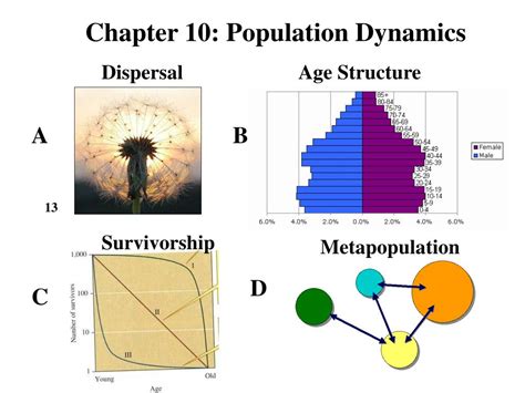 PPT - Chapter 10: Population Dynamics PowerPoint Presentation, free download - ID:6452465