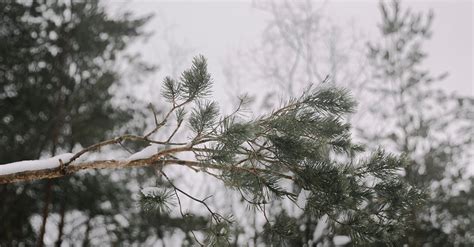 Snow Covered Trees · Free Stock Photo