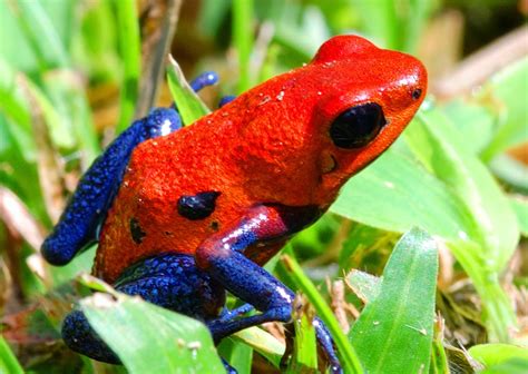 Strawberry Poison Dart Frog ~ Amphibians World