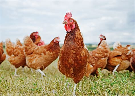 Easy Tips On looking After Your Chickens While You’re On Holiday