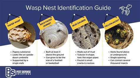 Bee, Wasp & Hornet Nest Removal | Pest Defense Solutions El Paso