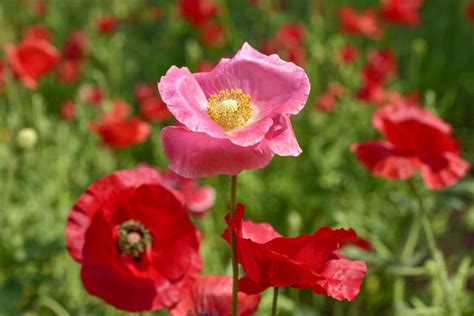 Pretty Poppy Varieties | HGTV