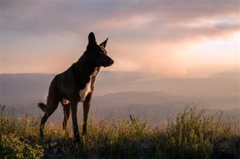 Wolfdog/border collie mix : Wolfdogs