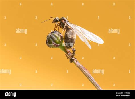 Flying ants nest hi-res stock photography and images - Alamy