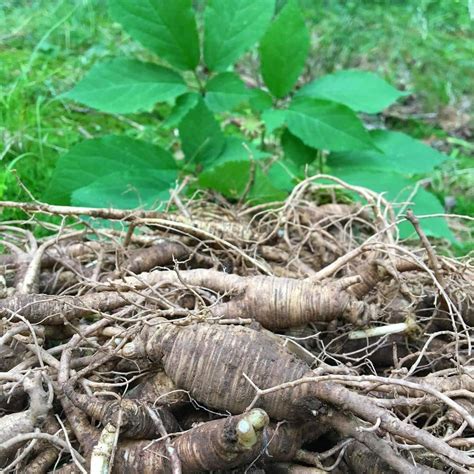 Ginseng (Panax root) extract | Skincare ingredient | Skin care products