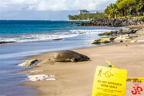 Maui Now : Hawaiian Monk Seal Habitat Rules to Help Prevent Extinction