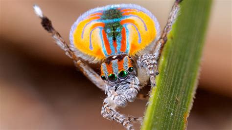 Are these the weirdest animals of Australia?