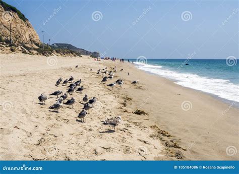 Zuma Beach with Seagulls - Zuma Beach, Los Angeles, LA, California, CA Stock Photo - Image of ...