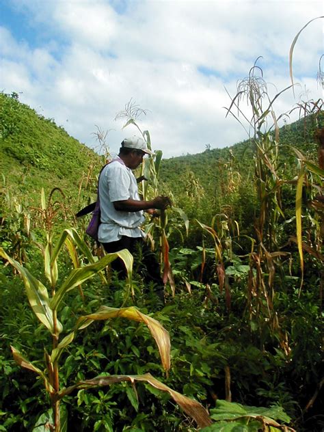 File:Belize farming gm.jpg - Wikipedia